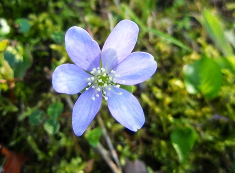 Hepática (Hepatica nobilis) flor silvestre azul
