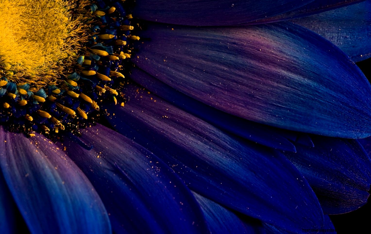 Petals Flower Pollen HD Wallpaper   FreeWallsUp