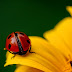 A ladybug on a yellow flower