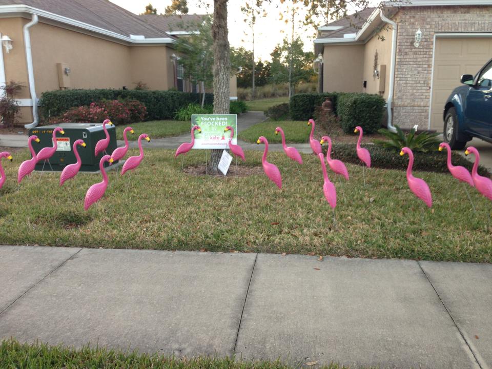 Vickie Holtsman Flamingo Flocking!
