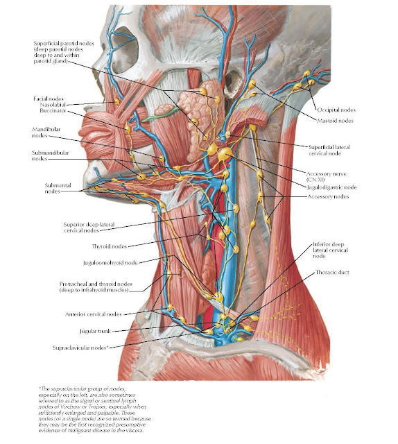 Lymph Vessels and Nodes of Head and Neck Anatomy