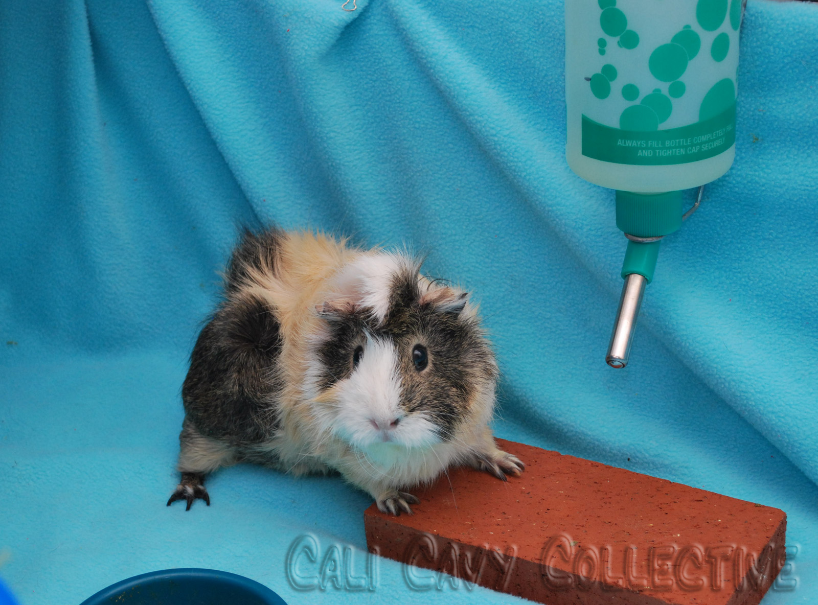 Cali Cavy Collective a blog about all things guinea pig Water Bottle and Brick
