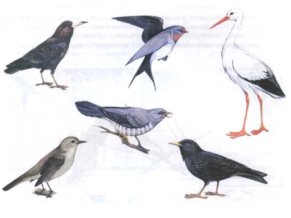 Фото перелетных птиц для детей. Перелетные птицы. Перелетные птицы для детей. Перелётные птицы картинки для детей. Иллюстрации перелетных птиц для детей.