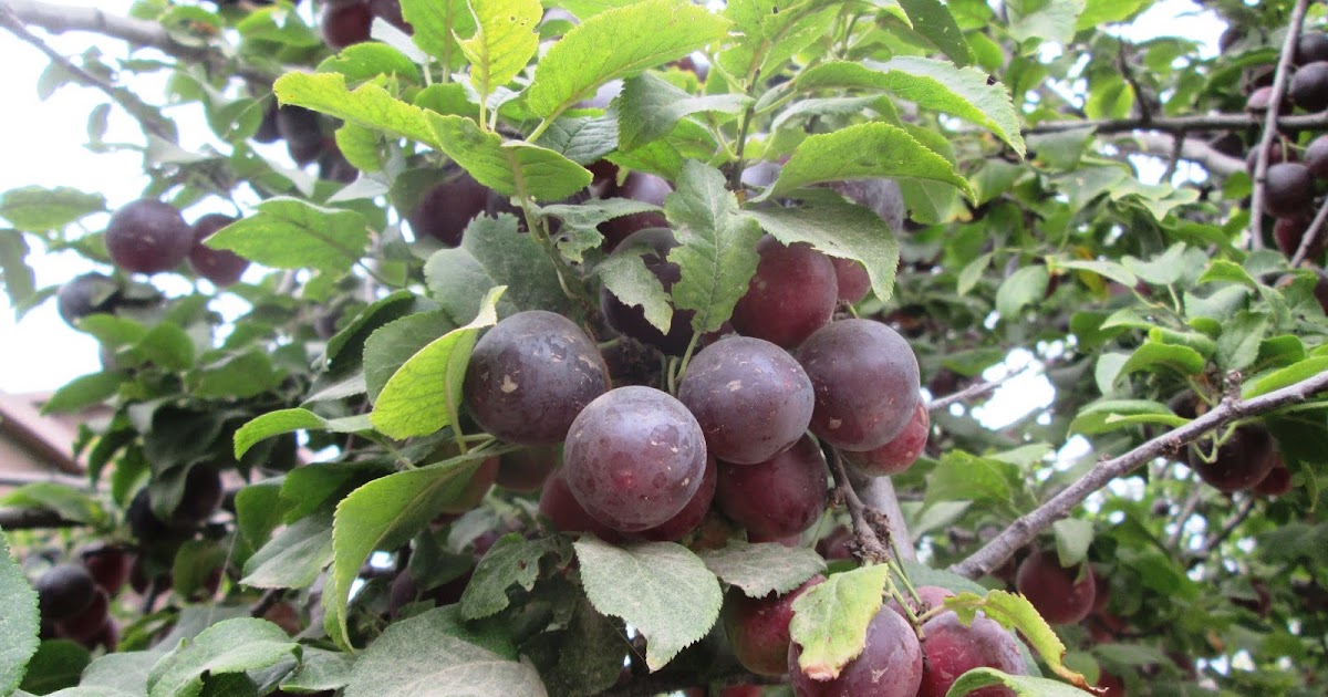 Севастополь фрукты на дереве. Фруктовое севастополь