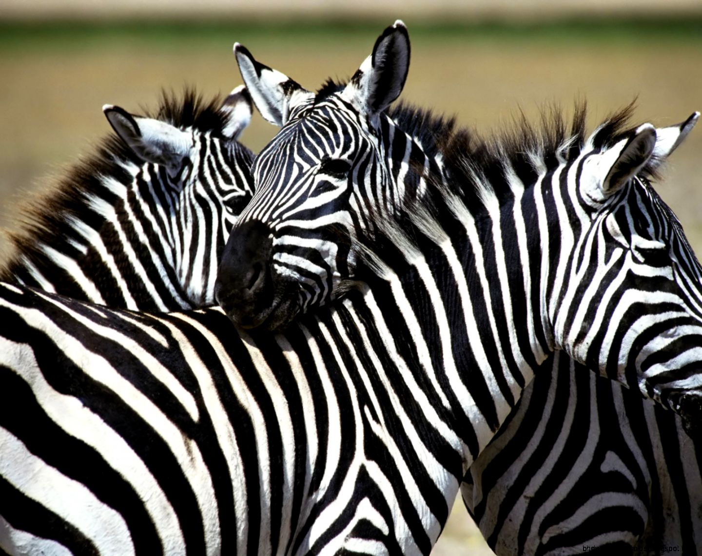 Zebra Timeline Covers