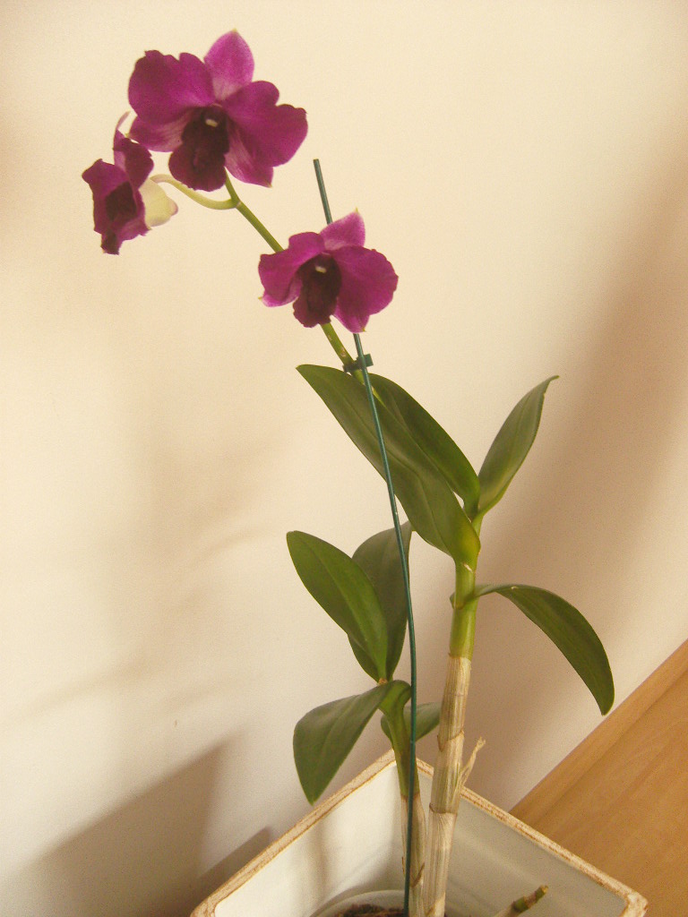 Nossa amada Vitória de Cristo: É tempo de florescer! (A história de uma  orquídea)