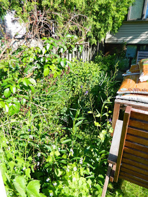 Toronto Riverdale back yard garden clean up before by Paul Jung Gardening Services Toronto Riverdale back yard garden clean up before by Paul Jung Gardening Services