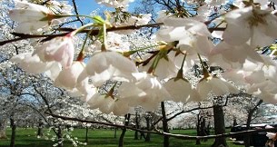 Cherry blossoms, the call for the arrior, planets in Aries