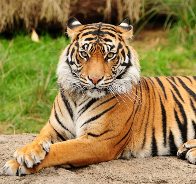 Un tigre como el de la imagen ataca y mata en Terra Natura a su cuidadora