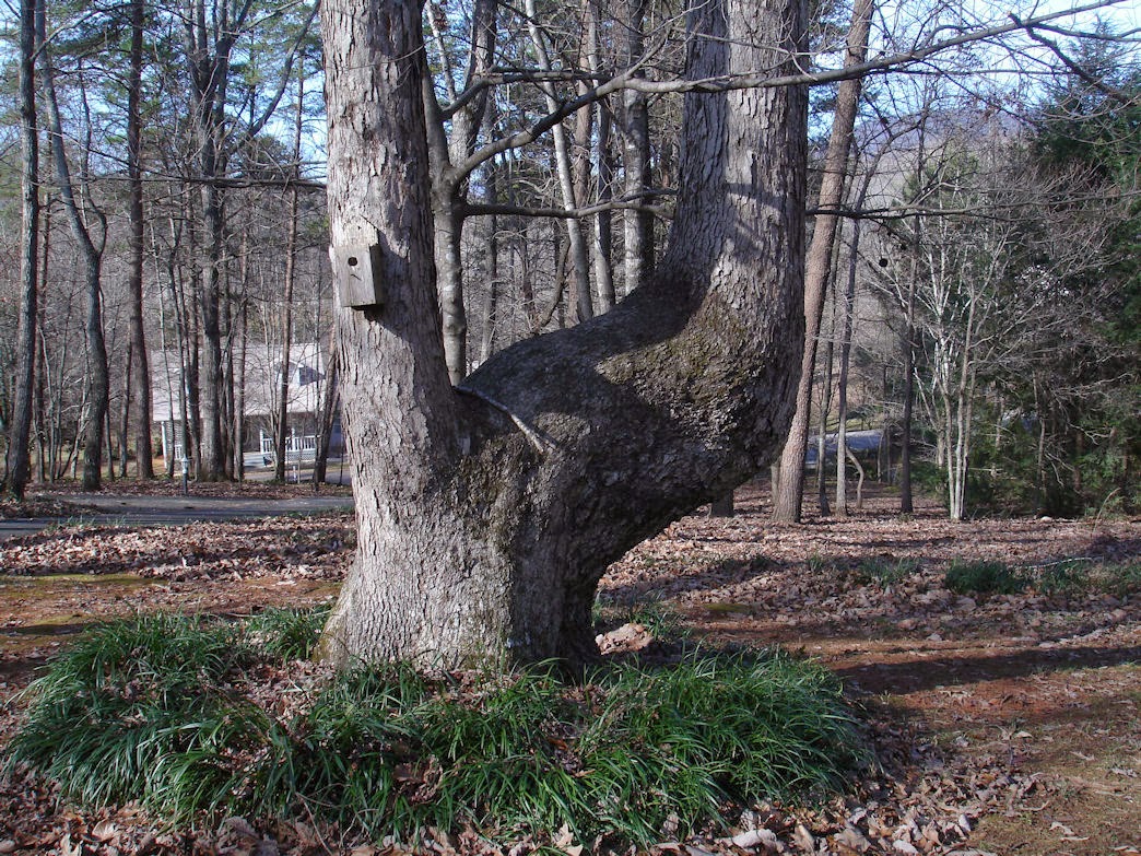 Blue Starr Gallery Indian Trail Trees