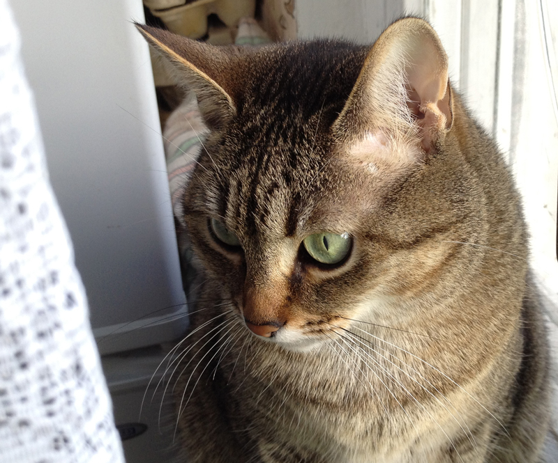 Открытки кошки издательство планета. Моя первая книга о собаках. Два рыжих кота. Красивые кошки. Знакомые кошки.