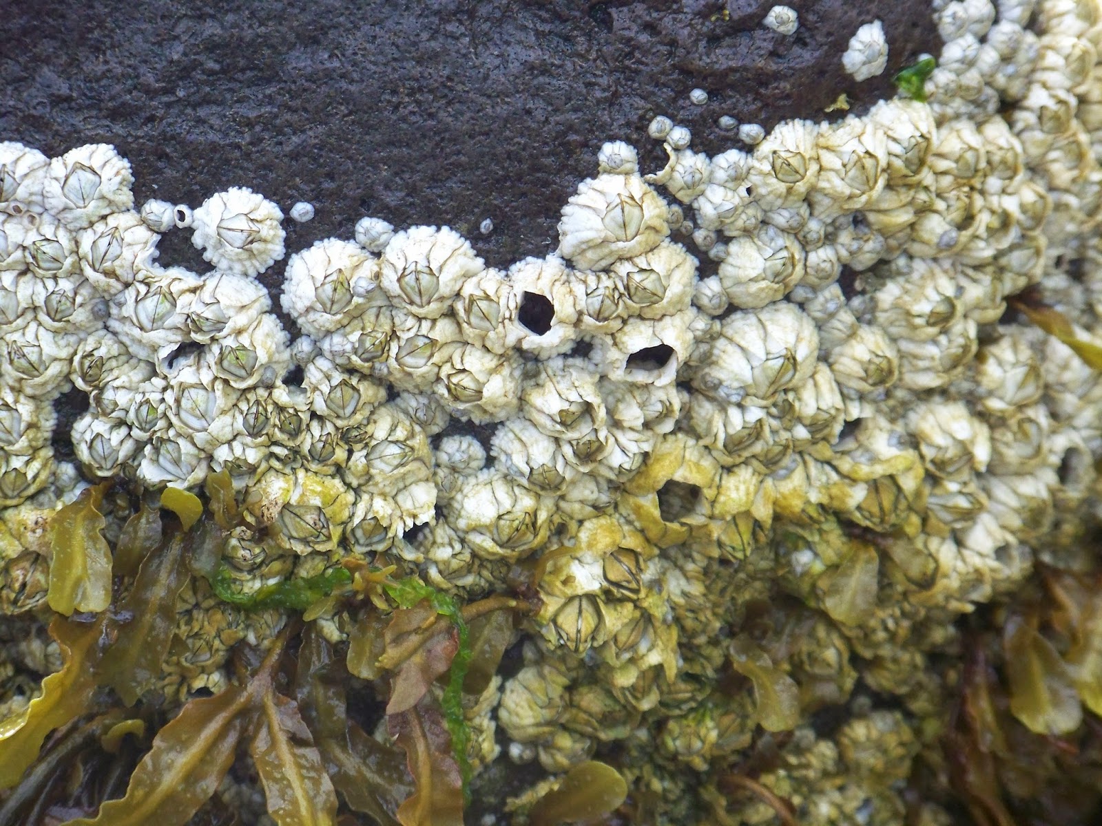 Huntsman Marine Science Centre: Arthropod diversity