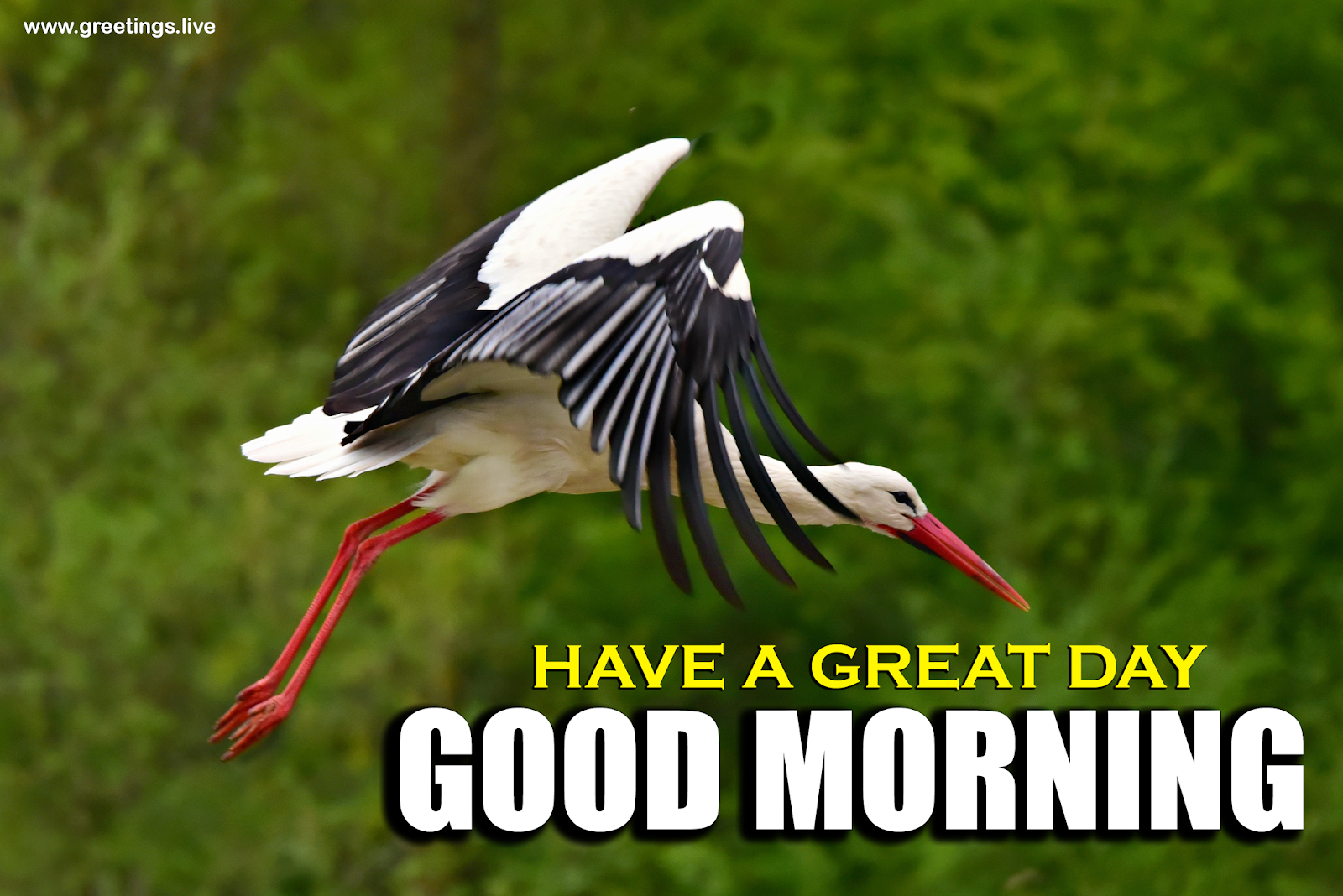 Greetings.Live*Free Daily Greetings Pictures Festival GIF Images ...