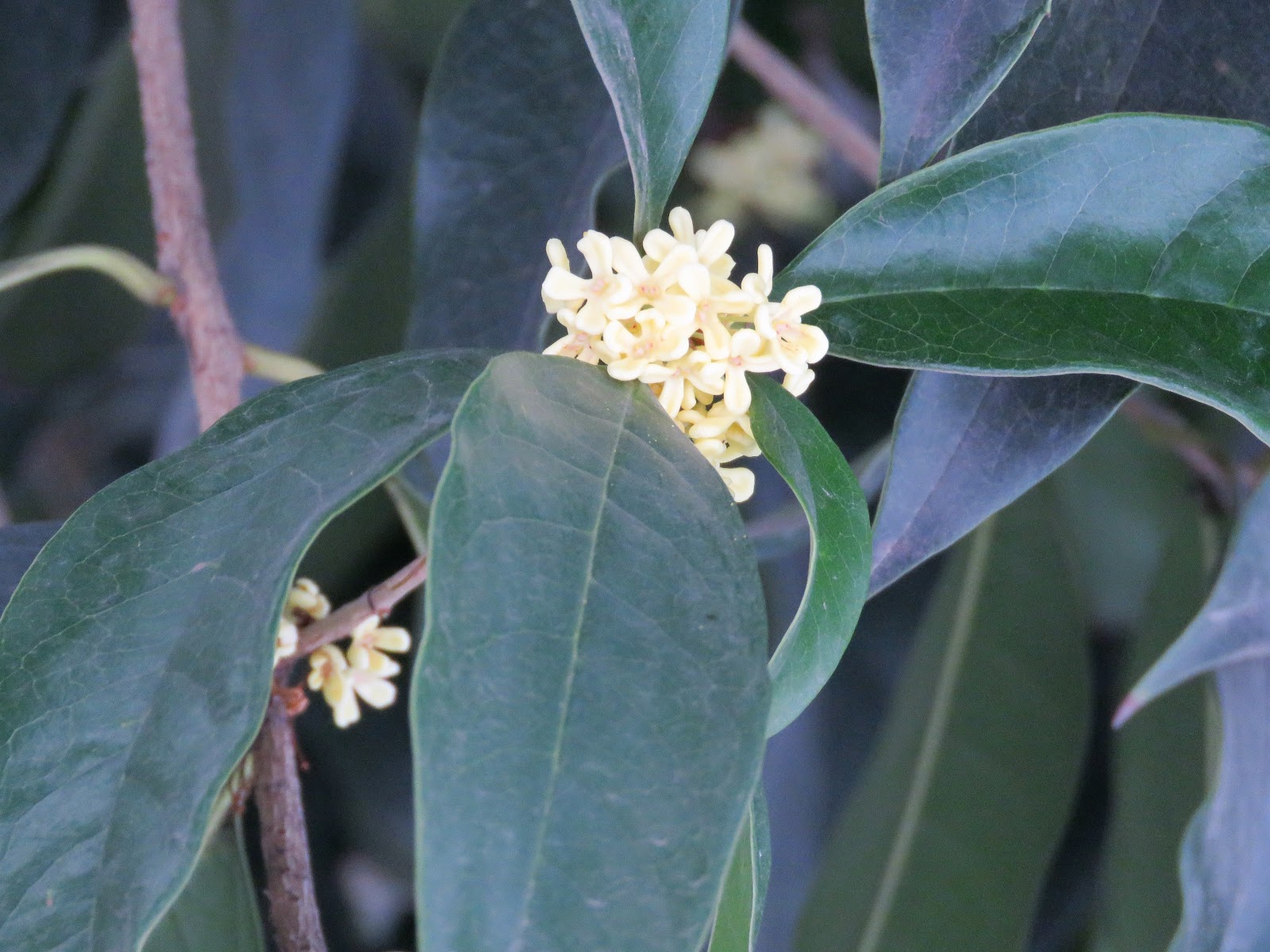 Flora Wonder Blog June 2018