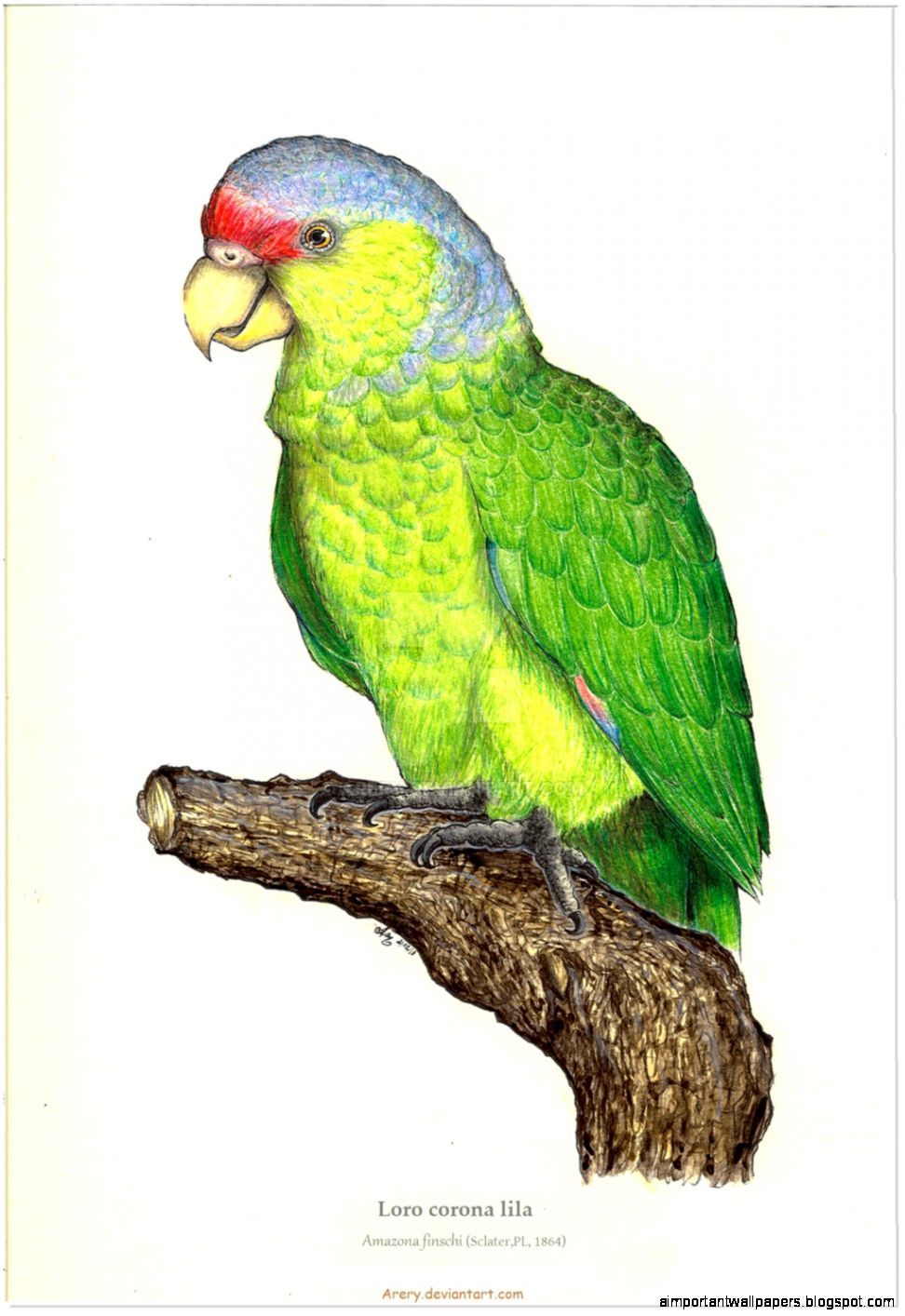 Lilac crowned Parrot Amazona finshi by Arery on DeviantArt