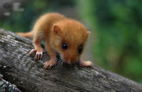 تعرفوا بالصور على أصغر حيوانات الأرض!