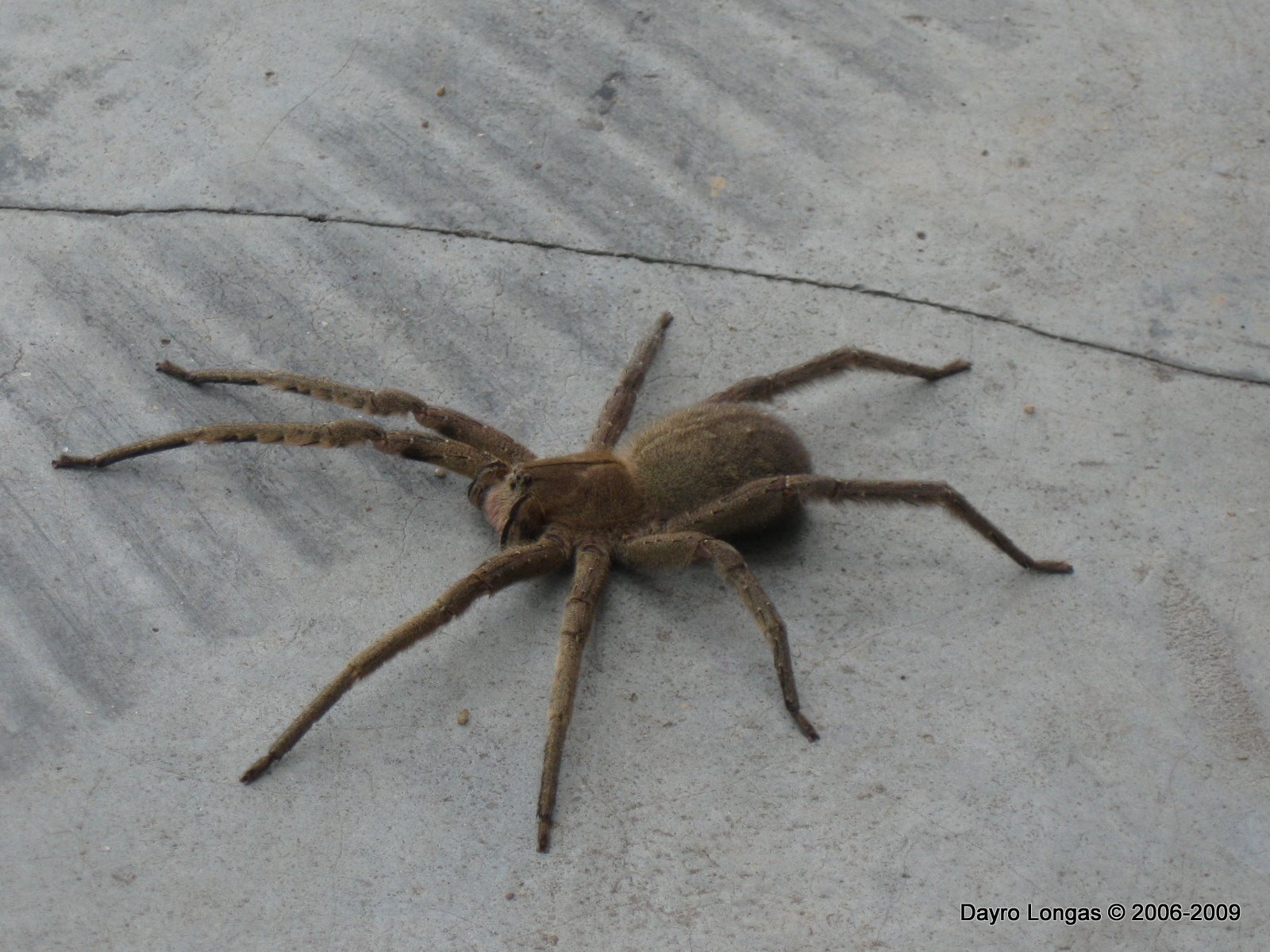 Fauna de Colombia Wildlife Colombia Spiders of Colombia