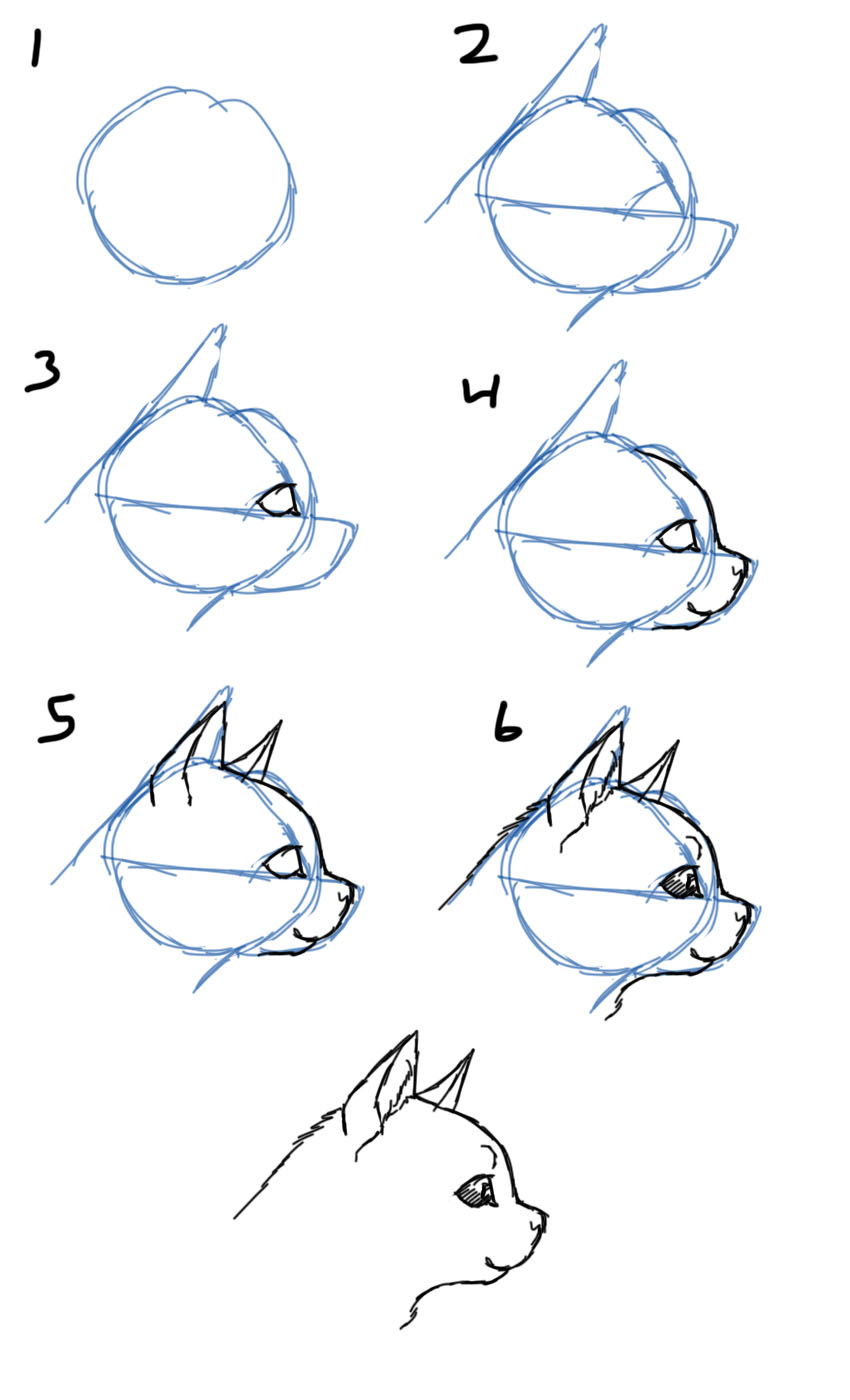 Savanna Williams How to Draw Cats Faces / Heads