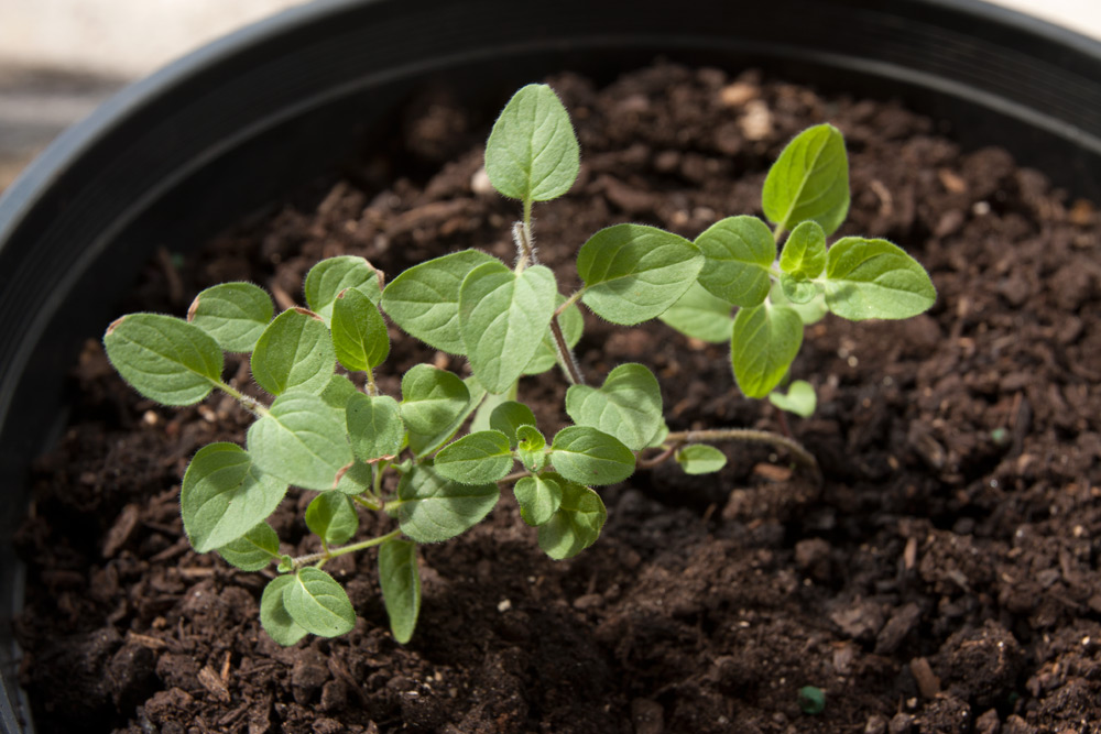 Oregano Adventures in Gardening Pohnpei, Micronesia