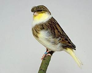 Mengenal Ciri Burung Kenari Jambul Gloster Unik Nan Cantik