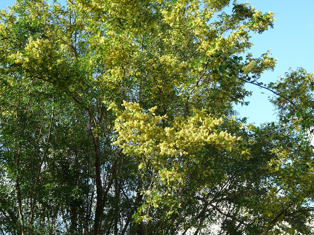 fleurs de campêche