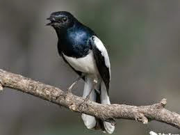 Cara Merawat Burung Kacer Biar Cepat Gacor Situsburung