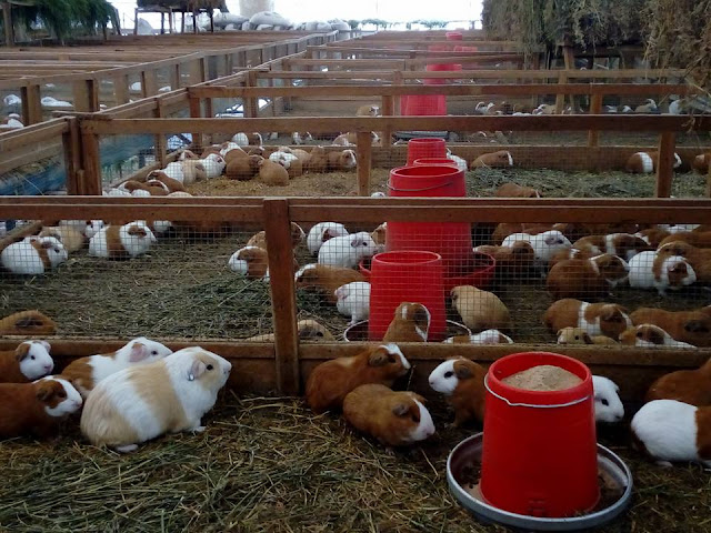 Agropecuario, Acuicultura y Granjas