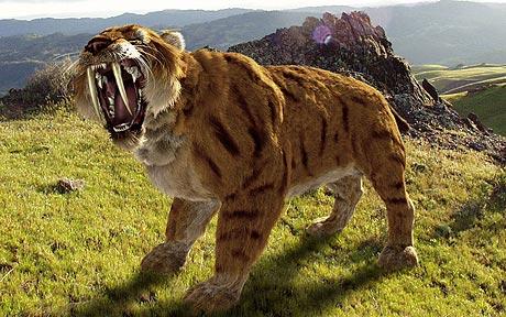 Simple Celavia: Saber-tooth Tiger