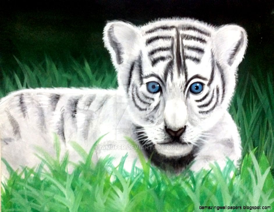 Baby White Tiger Wallpaper With Blue Eyes