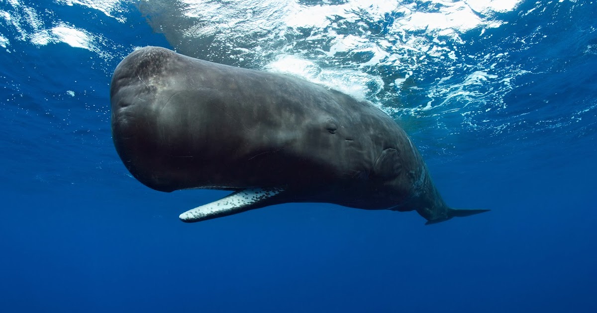 Sperm whale | Wild Life World