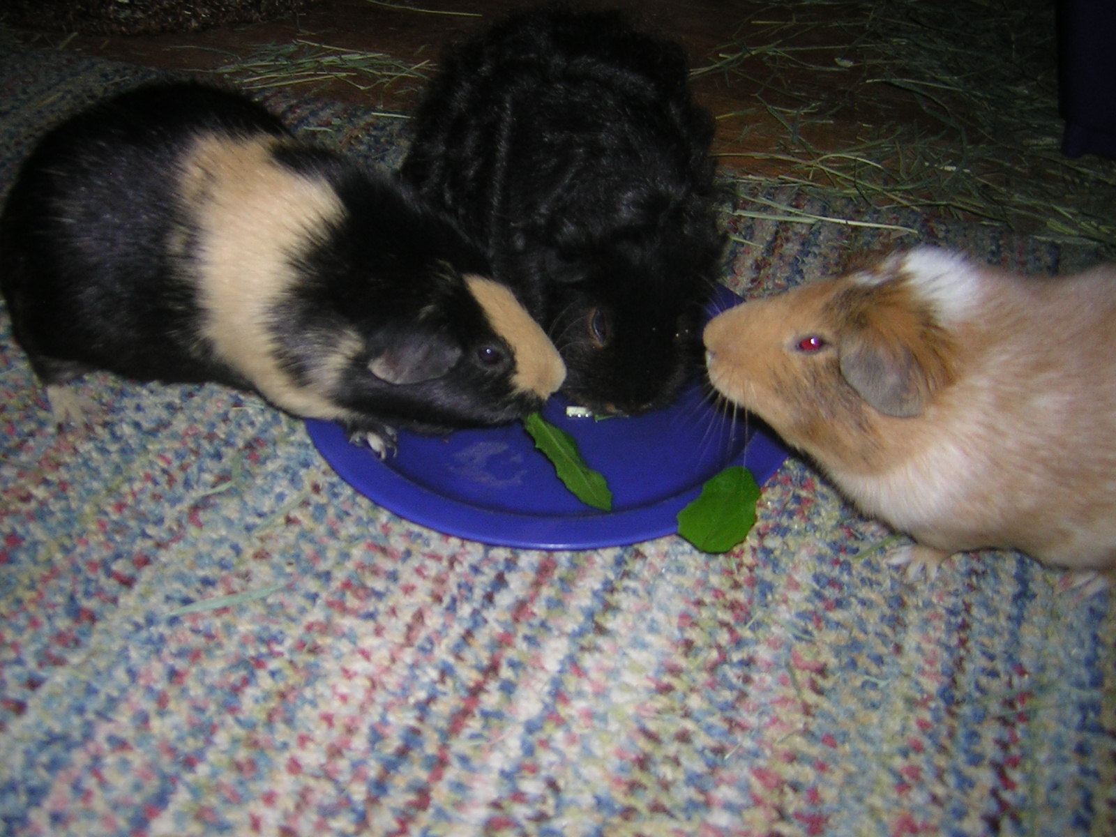 Cavy Savvy A Guinea Pig Blog Can Guinea Pigs Eat Dandelion Greens?
