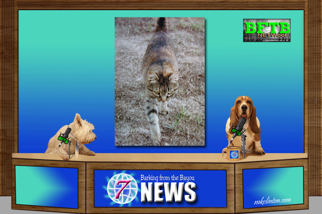 BFTB NETWoof News anchored by two dogs