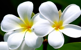 Paling Top 52 Gambar Bunga Kamboja Cantik