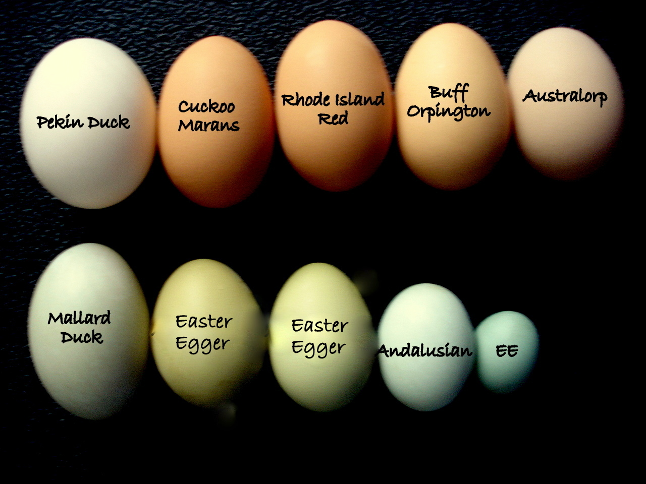 Egg Color Chart