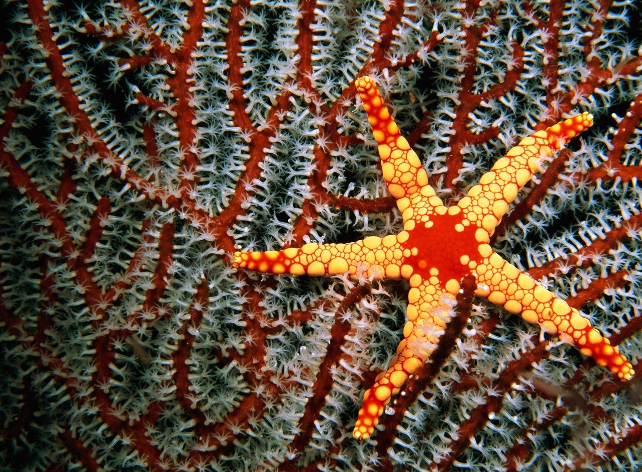 Рост морской звезды. Fromia monilis. Морские обитатели морская звезда. Астерия морская звезда. Морская звезда и кораллы.