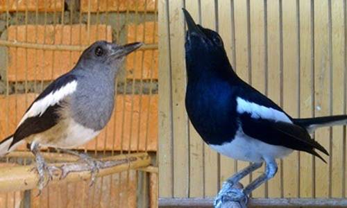 Ciri Ciri Kacer Jantan Dan Betina Anakan Dan Dewasa