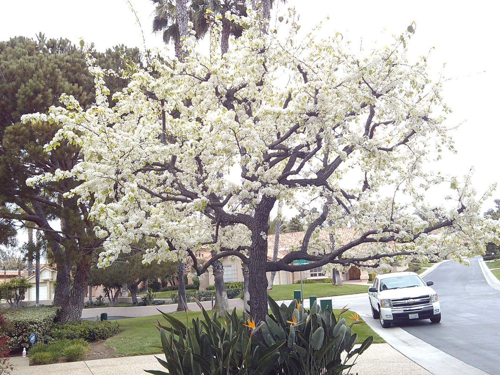 STEVEN SMITH LANDSCAPE, INC. Evergreen Pear Tree now blooming