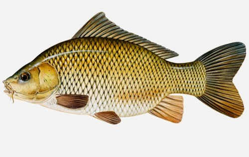 Kekinian 29+ Ikan Mas Termasuk Hewan Ovipar Vivipar Atau Ovovivipar