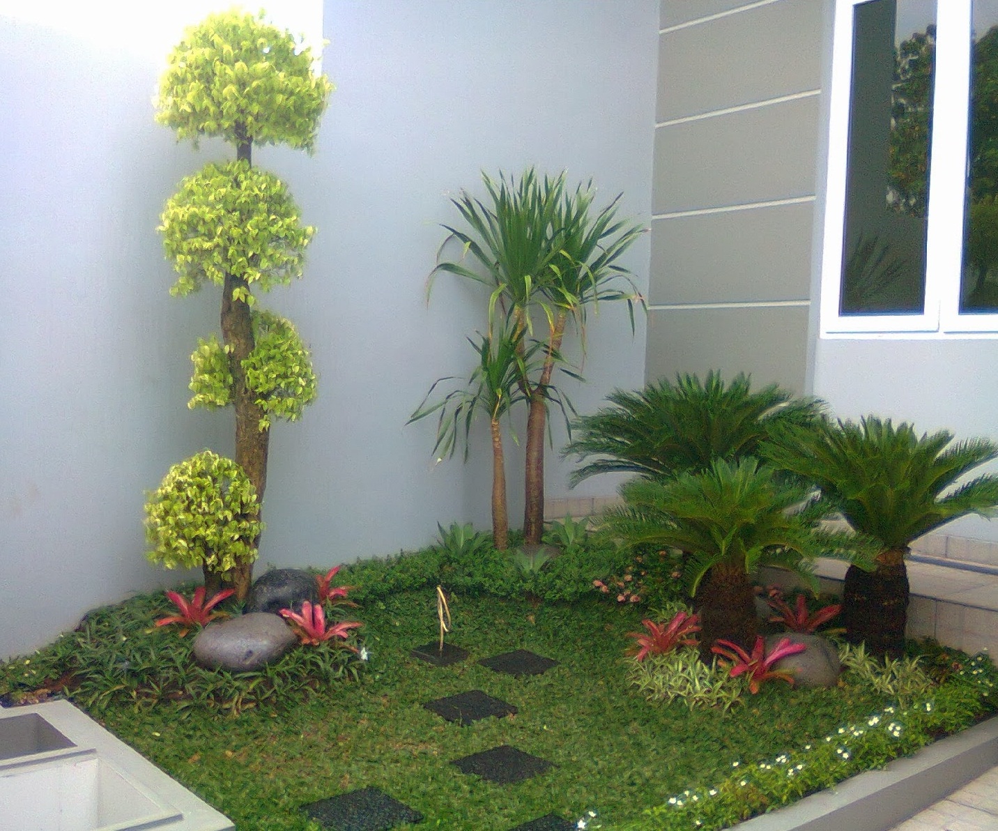 JUAL TANAMAN DAN RUMPUT TAMAN: jual rumput taman,tanaman hias,pohon bibit