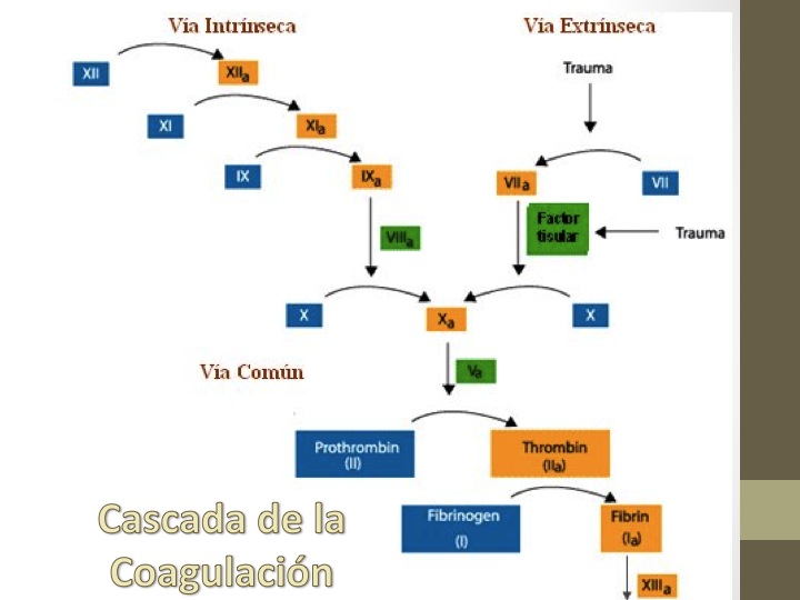 Fisiologia Jordy UlricH: Cascada de la Coagulación