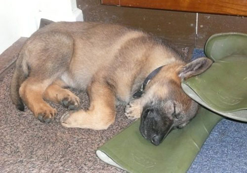 Molly at 10 weeks curled up on green wellies.