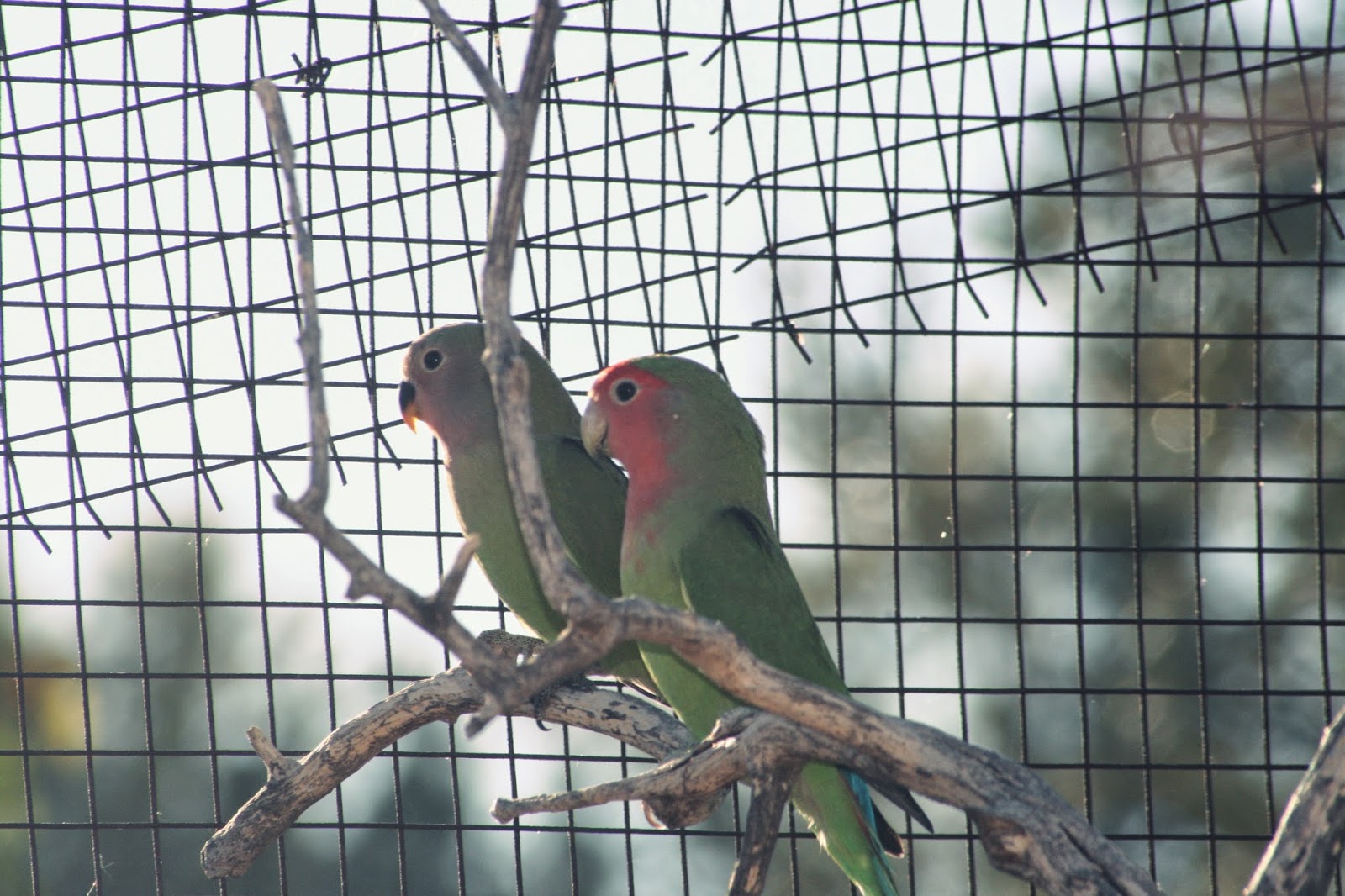 Dejando huella: Los Agapornis, los pájaros del amor