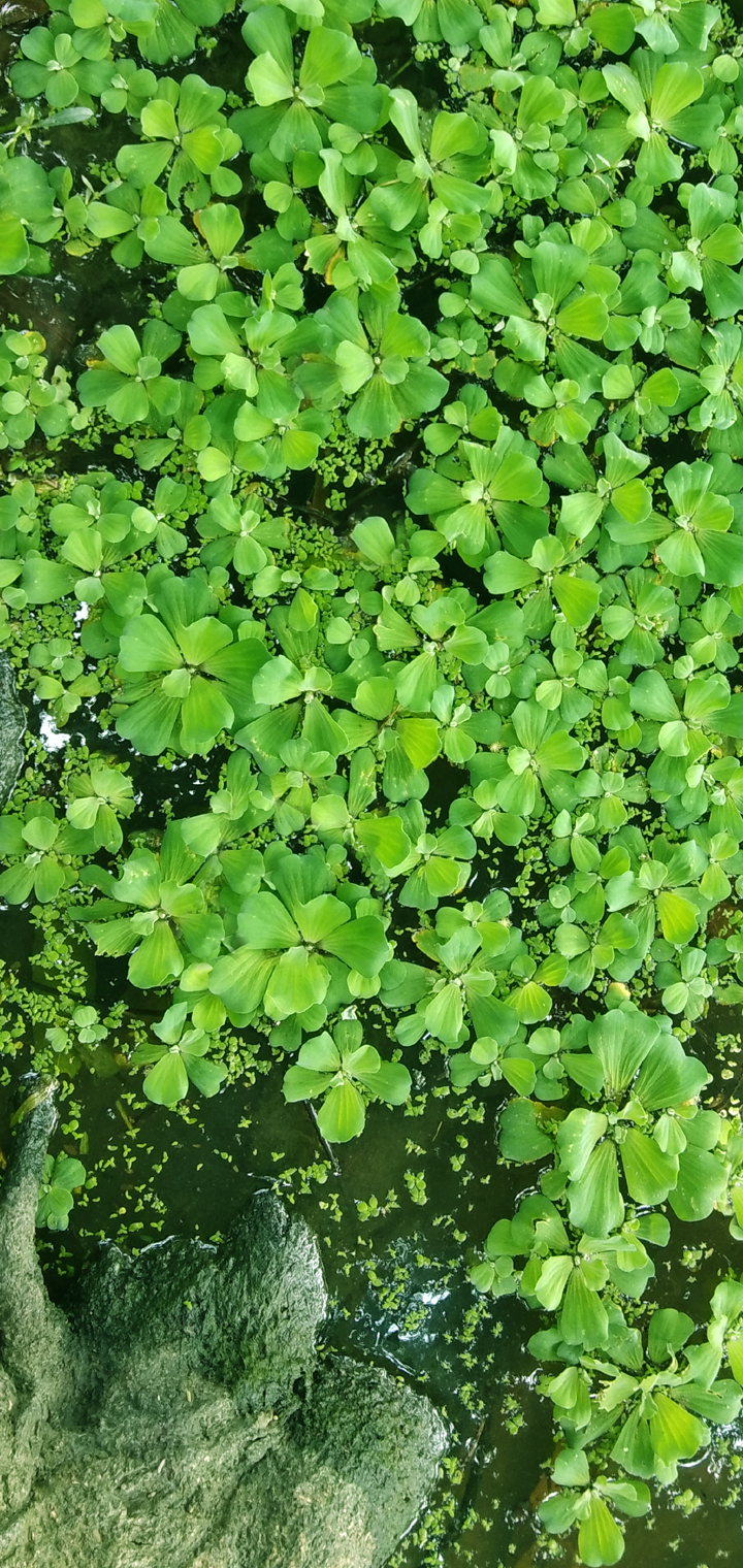 Vivo V9 Mobile Hd Wallpaper Download