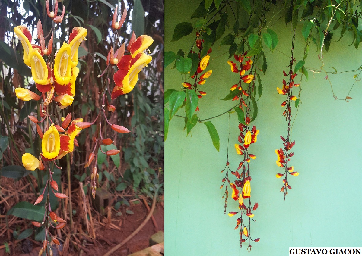 Viveiro Ciprest - Plantas Nativas e Exóticas: Sapatinho de Judia (  Thunbergia mysorensis )