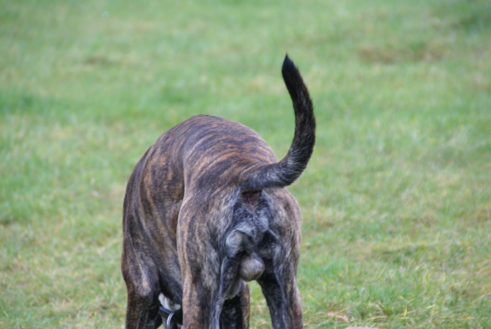GASSIREPORT Hundeblog Am Arsch das ist für uns Hunde