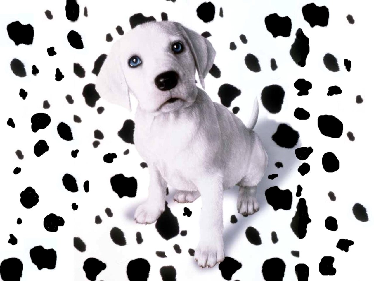 Dalmatian Wallpapers Fun Animals Wiki, Videos, Pictures, Stories