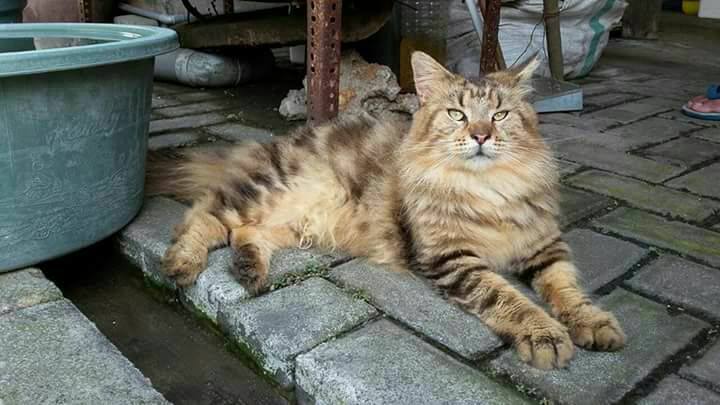Cara Pintar Membeli Kucing Pure Mainecoon Non Ped