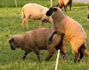 kumpulan jenis-jenis domba