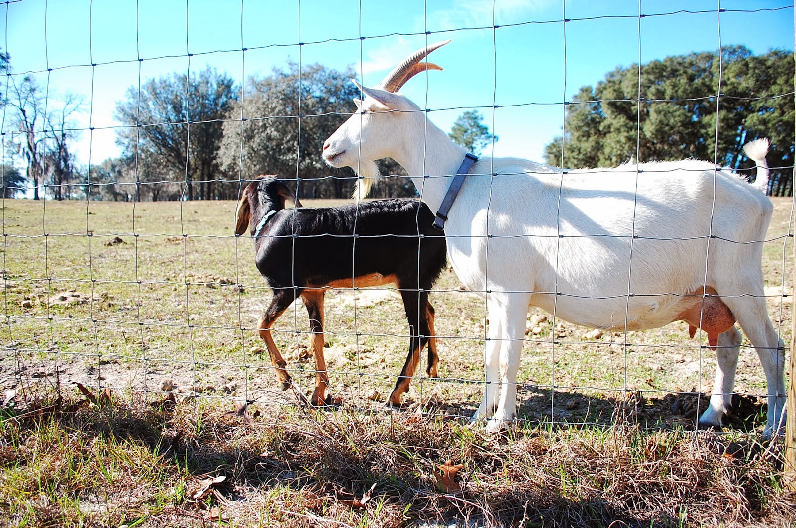 ADGA Registrable Saanen Goats For Sale