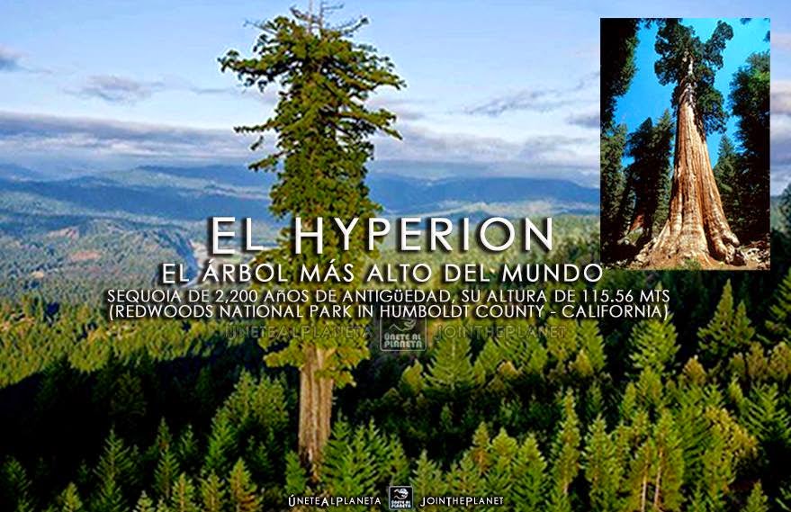 MUNDO EL HYPERION, EL ÁRBOL MÁS ALTO DEL MUNDO